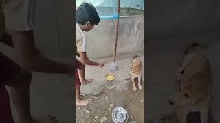 ആഹാ ഇവൻ  എണ്ണം ഒക്കെ അറിയാമല്ലോ..... #foryou #dog#telent