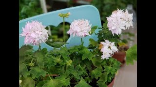 초간단 제라늄 수형 다듬기! 삐죽나온 가지만 자르기!!. pelargonium cutting.