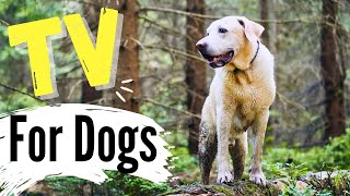 Your Dog Will Go CRAZY for This! Watch Dogs Roam Stunning Forests, Beaches, \u0026 Mountains!