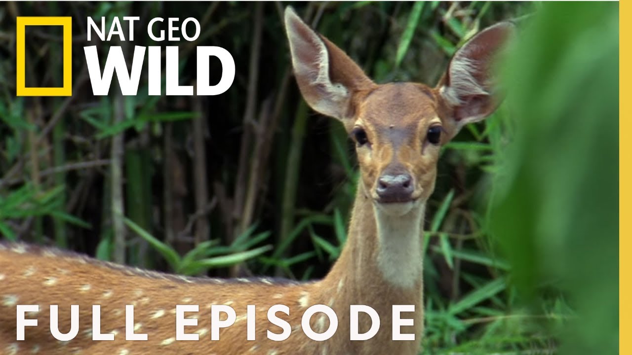 The Deadliest Predator Weapons Full Episode World S Most Dangerous