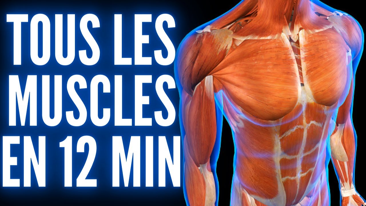 Anatomie Musculaire Du Corps Humain