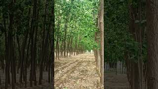 Incredible Poplar Trees