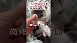 保護猫うに吉の肉球を、ぷにぷにする#保護猫 #ショート #仔猫 #kitten #肉球