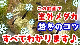 【メダカ室外飼育】メダカ越冬ポイントまとめ！