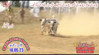 Bull Race in Rajoa dadyal 2023| Dandan Ni Dor Near Dadyal |Bull Race Dadyal |Azad Kashmir Bail door