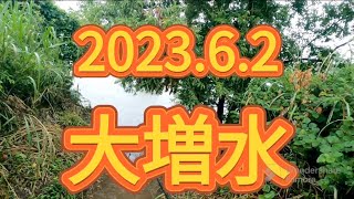 2023.6.2宇治川は大増水！いつもの場所は水没です😆夜は前の川でナマズ釣り！