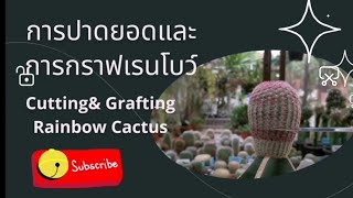 EP 37 การปาดยอดและการกราฟเรนโบว์​แคคตัส Cutting​   \u0026​ Grafting​ Rainbow​ Cactus​