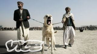 Underground Dog Fighting in Afghanistan (Part 1/3)