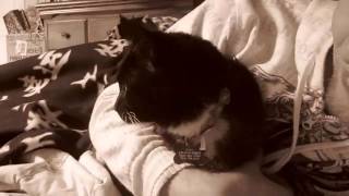 Otto Goes CRAZY Response Video With Siren The Cat