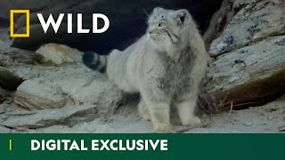 Pallas's Cat Makes an Appearance | Wild Cats of India | National Geographic Wild UK