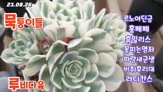 루비다육4탄/홍페페.파랑새군생.꽃피는염좌/택배 010 5895 1110 (korean succulent plants )