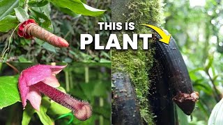 21 Shocking Plants that Look like Penis