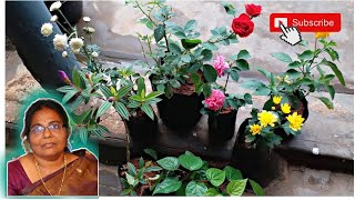 நர்சரியில் வாங்கிய புது செடிகள் | Buy New plants from nursery in #tamil #gardening #garden