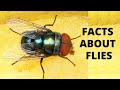 10 Things You Didn't Know About Flies | Housefly Facts | Interesting Facts for Kids