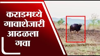 Satara Indian Bison| नागरी वस्तीत गवा आढळल्यानं नागरिकांमध्ये भीतीचं वातावरण -  Karad - tv9