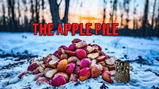 What Happens to 40lbs of APPLES Left in the Woods? Trail Camera: The Apple Pile