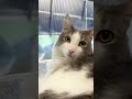 家の庭に猫が来たらどうしますか？