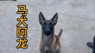 山东朋友的小马犬，小家伙食物动力非常好。长的也是可爱至极