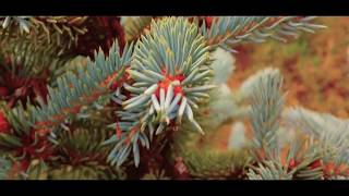 Samsung Galaxy S4 Cinematic video 720p Samsung Galaxy S4 Cinematic video 720p