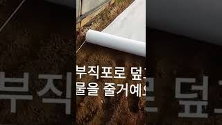 시금치를 심고 5일이 지나자 한두개씩 올라오는데 발아가 고르지못해서 부직포로 덮고 물을주었습니다.