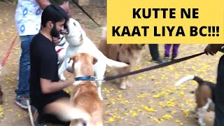 Dogs Gone Crazy on Man | Funny Dog Prank | Because Why Not