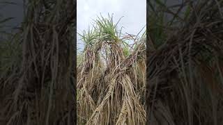 Co 11015 cutting for seed #new #farming #sugarcane #automobile #villagelife #agriculture #nature