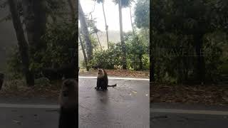 സിംഹവാലൻ കുരങ്ങ്...lion tailed macaque#trendingvideo #trendingshorts #trending #viralshorts