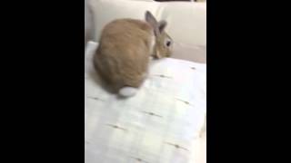 クッションと遊ぶ