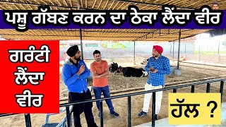 ਪਸ਼ੂ ਗੱਬਣ ਕਰਨ ਦਾ ਠੇਕਾ ਲੈਂਦਾ ਵੀਰ , ਗਰੰਟੀ ਨਾਲ repeater cows problems