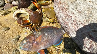 赶海碰上“蟹王群”吃大餐，极品货吃的满地都是，阿彬看得流口水