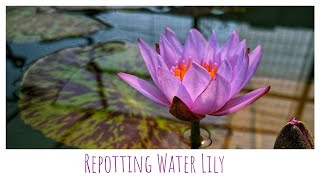 Water Lily Repotting | Nymphaea Dauben | Nymphaea Islamorada | Hara Bhara