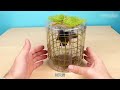 immersive butterfly raising with 9 butterfly chrysalis to create a butterfly garden the result is