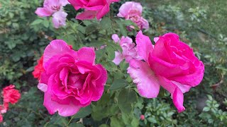 Potatura Rosa: Potatura invernale della rosa a cespuglio