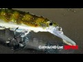 New HD Colors - Rapala Shadow Rap