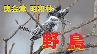 奥会津昭和村の野鳥