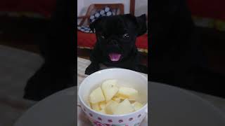 大好物のりんご登場❗早く食べたい🍎#shorts #pug #パグ #apple