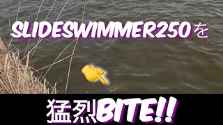 【実釣動画】スライドスイマー250に衝撃バイト！！