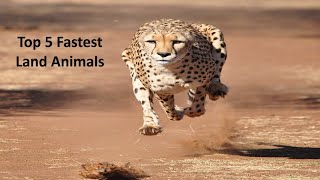 Top Fastest Land Animals