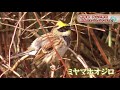 野鳥がいっぱいの季節　幸せの青い鳥を探しに