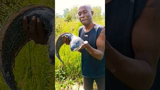 how to catch cut clean cook african lungfish/protopterus/livingfossils|villagelifestyle#viral#shorts