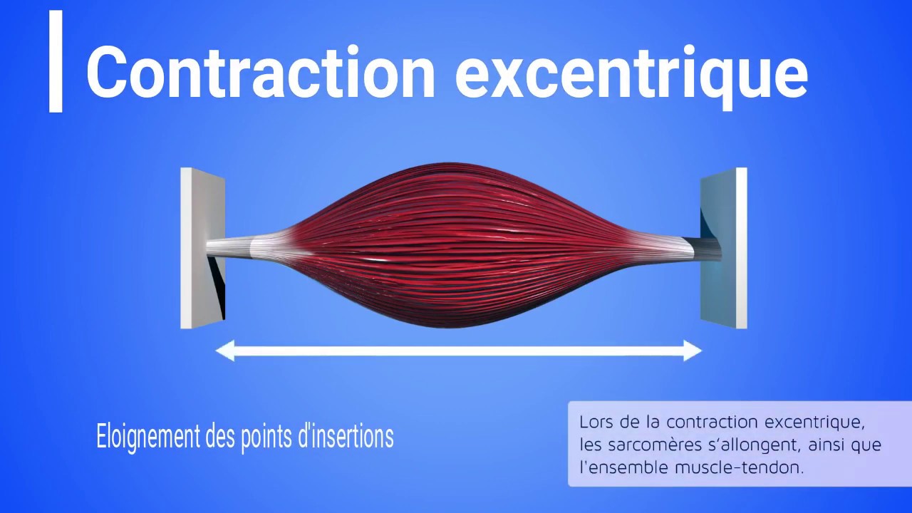 Quelle Est La Différence Entre Une Contraction Excentrique Et