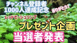 登録者数1000人達成記念！プレゼント企画  抽選、当選者発表