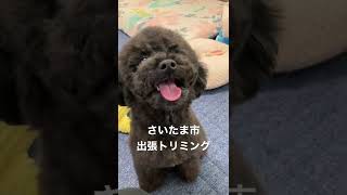 もってきてーが上手！トイプードルちゃん#トリミング#出張トリミング #犬