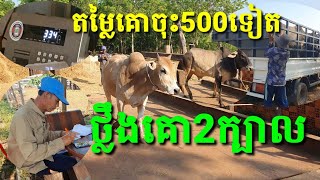 លោក ហ៊ត លាង ថ្លឹងគោ2ក្បាល ទៅឲ្យម៉ូយនៅសួង តម្លៃចុះ500ទៀត ទាំងទិញចូលនិងលក់ចេញ