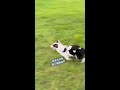 牧羊犬天性 你跑我追（邊牧布丁 bordercollie shorts cutedog dog 邊境牧羊犬 chasing dogplaying shortvideo park