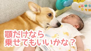 控えめに妹を枕にするコーギーむぎ