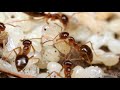 starting a new ant colony birth of the carpenter ants