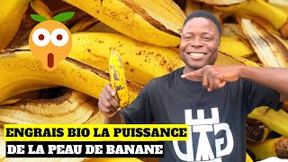 Comment faire de lengrais organique liquide à partir de la peau de banane ?