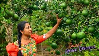 Tons of Green oranges! Preserved their juice as Cordial & candied the peels as well | Traditional Me