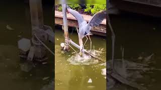 Catch a fish by a swan tiktok